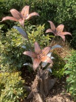 h. 3 Headed Stargazer Lily.jpg